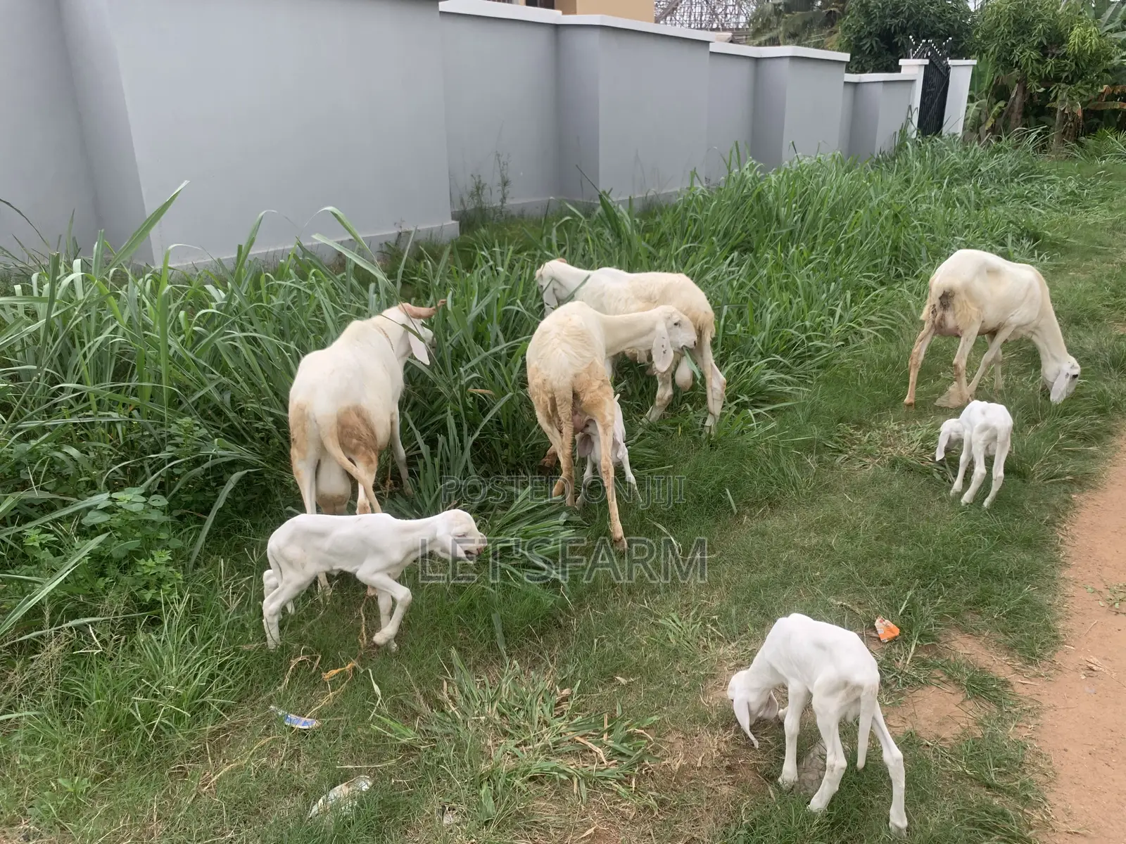 Balami Ewe and Ram