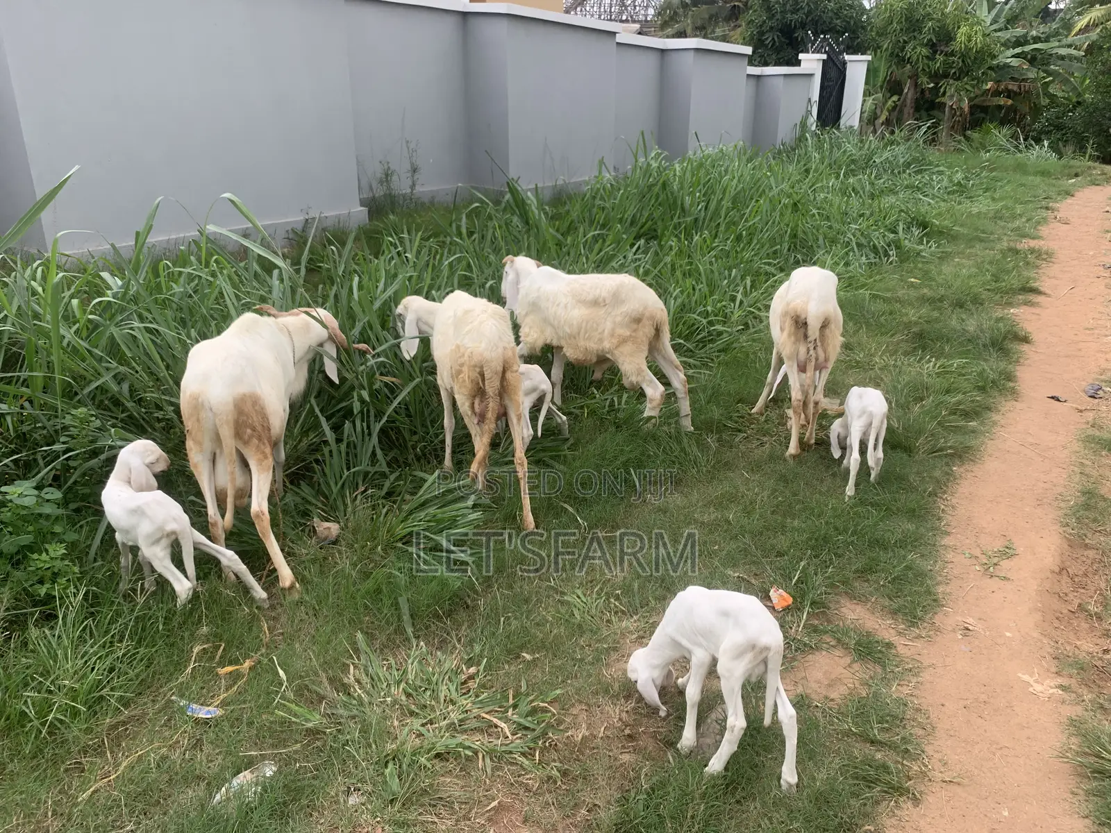 Balami Ewe and Ram