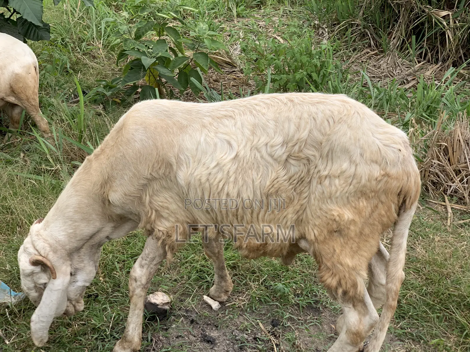 Balami Ewe and Ram