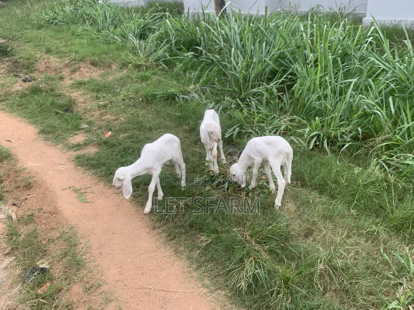 Balami Ewe and Ram