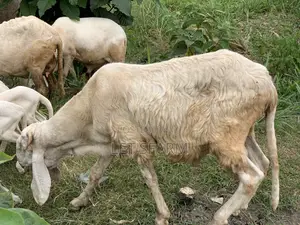 Balami Ewe and Ram