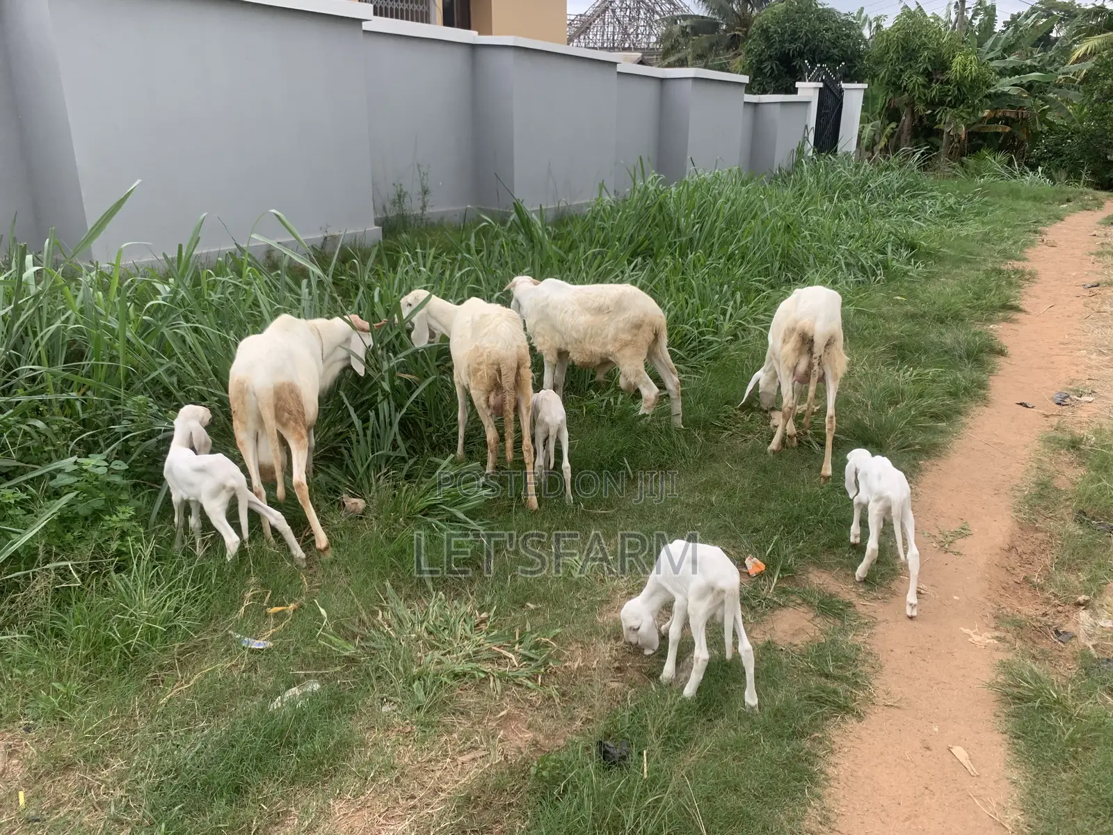 Balami Ewe and Ram