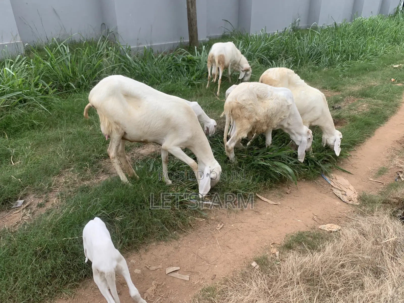 Balami Ewe and Ram