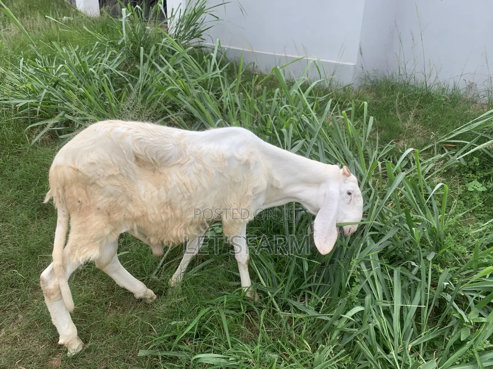 Balami Ewe and Ram