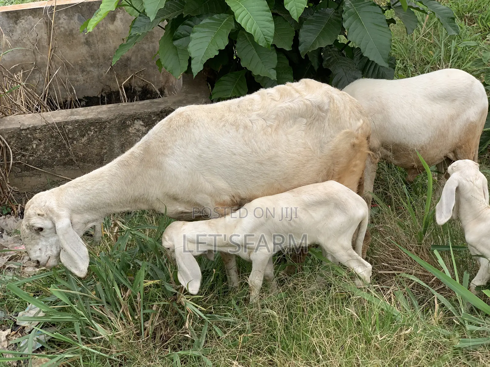 Balami Ewe and Ram
