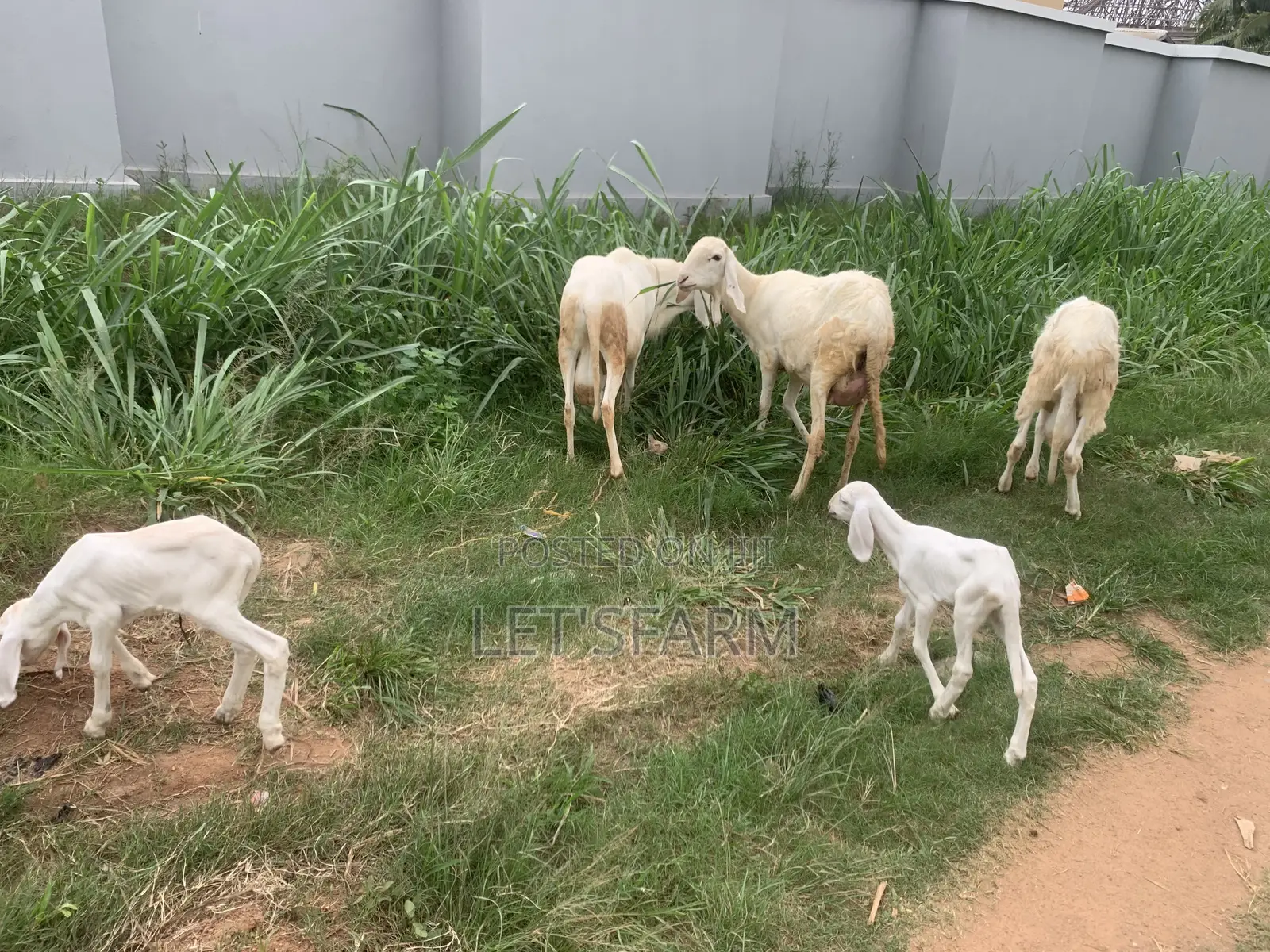 Balami Ewe and Ram