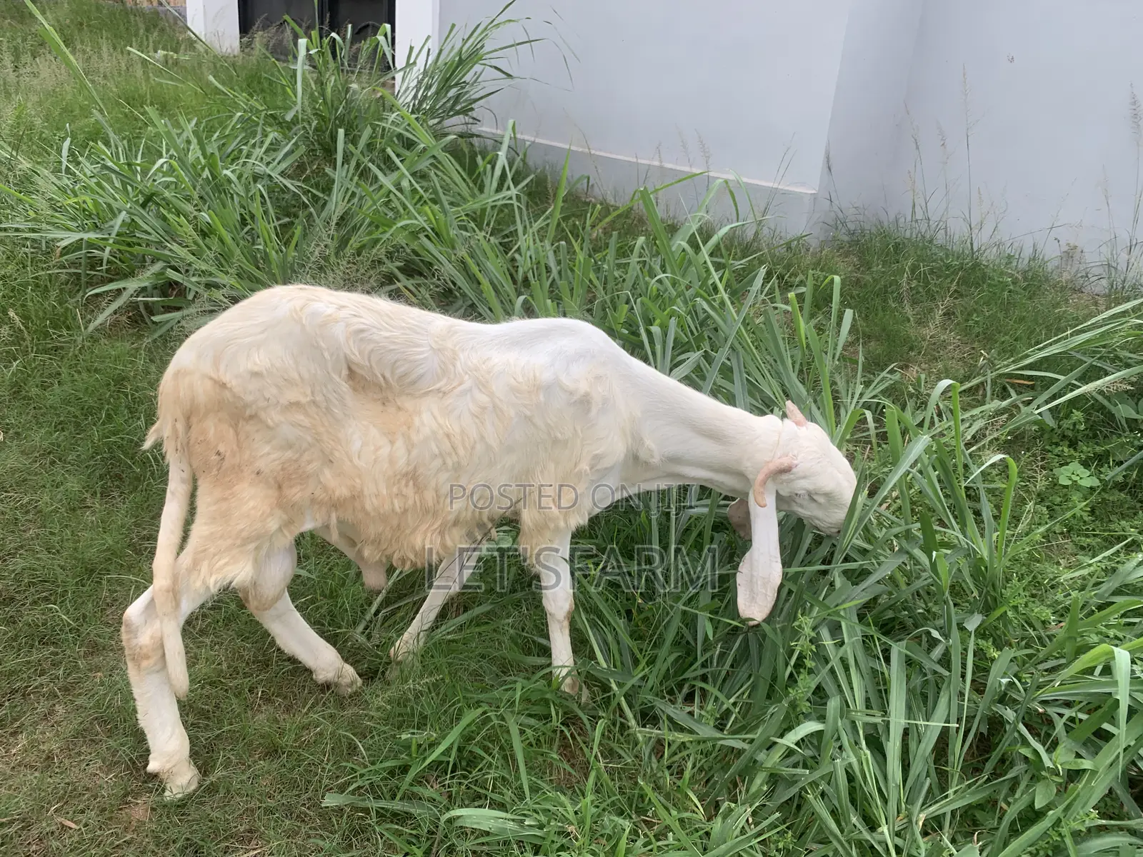 Balami Ewe and Ram