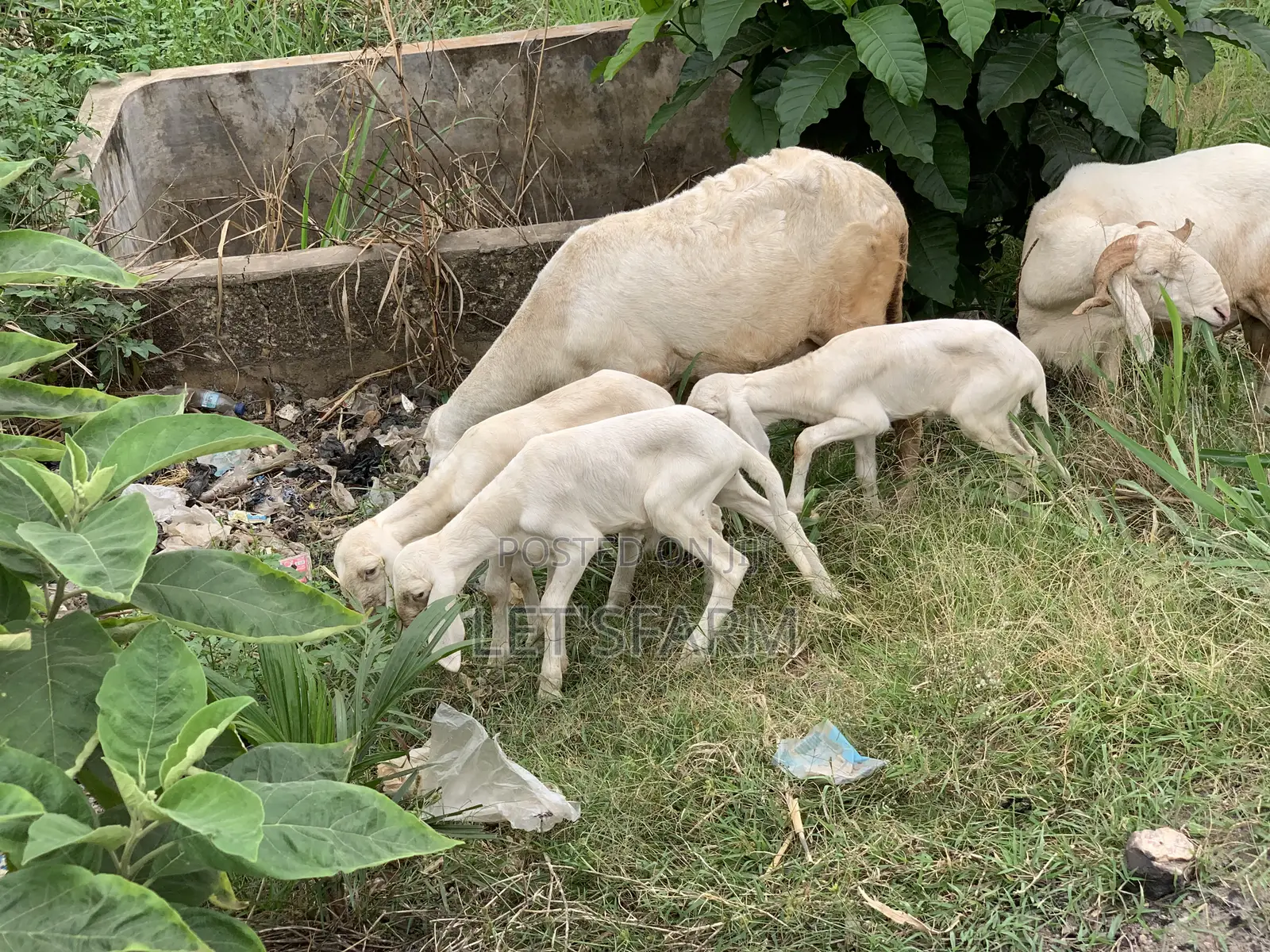 Balami Ewe and Ram