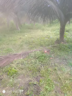 Domestic and Large-Scale Weeding,Grass Cutting
