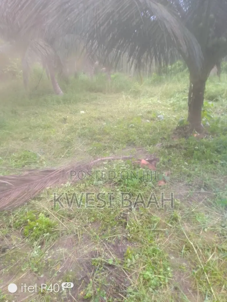 Domestic and Large-Scale Weeding,Grass Cutting