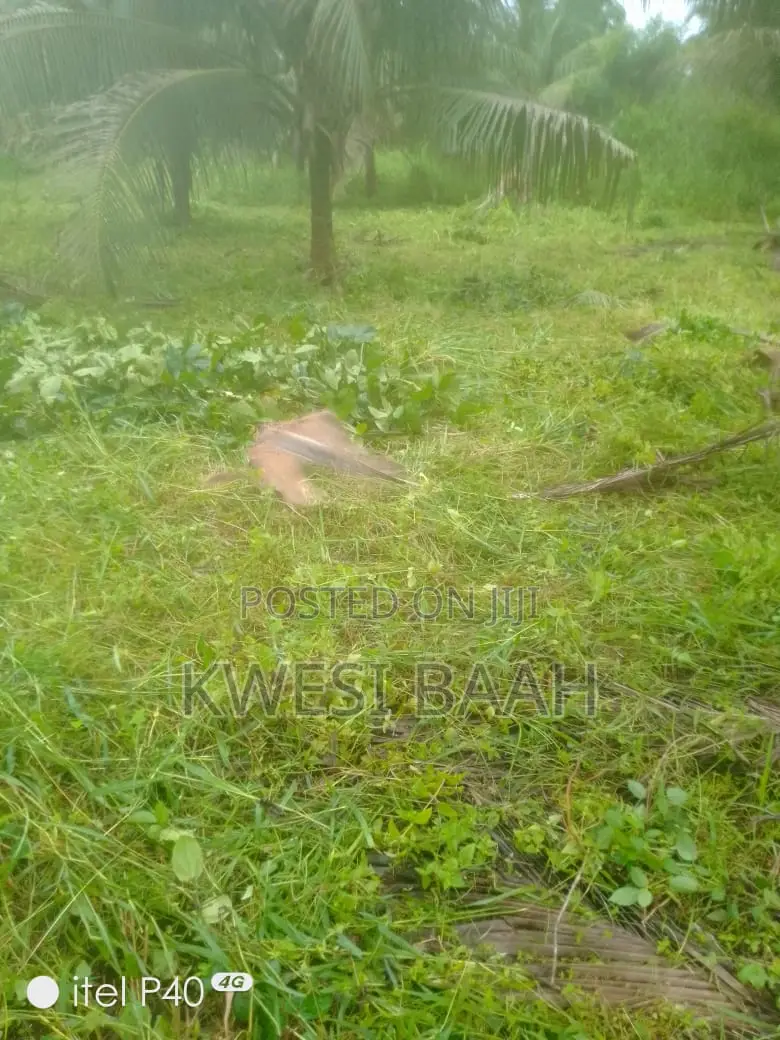 Domestic and Large-Scale Weeding,Grass Cutting