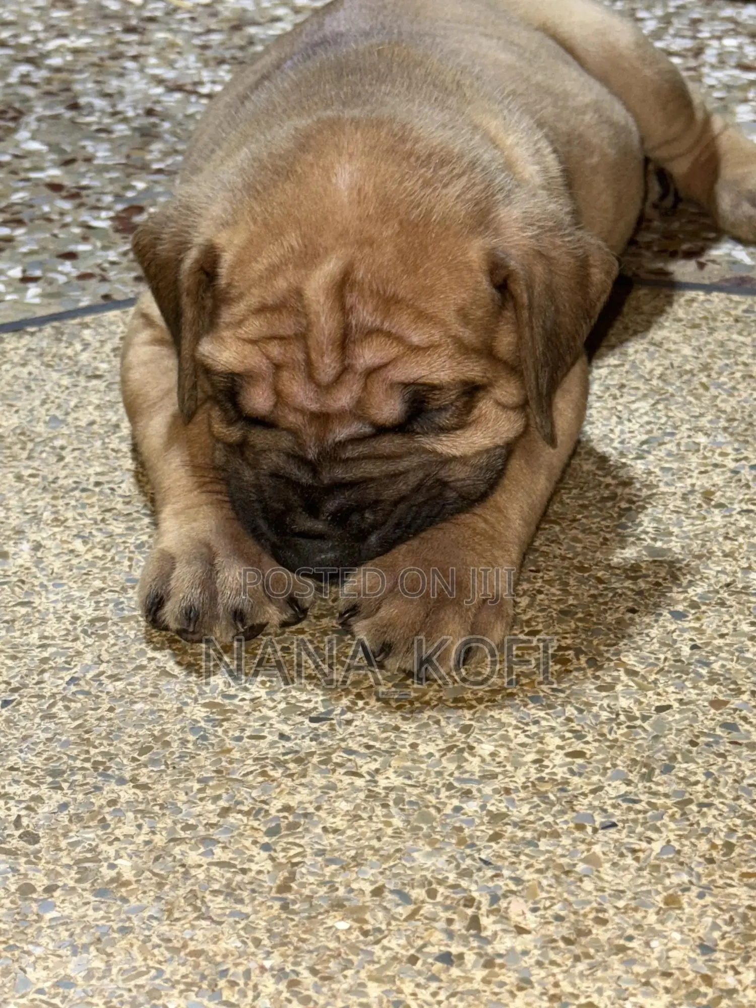 0-1 month Male Purebred Mastiff