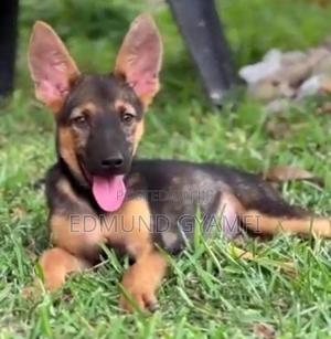 Month Old Single Coated German Shepherd Puppy Month Single Coat