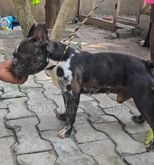 Philippines Real French Bulldogs For Sale 1+ Year Male Purebred