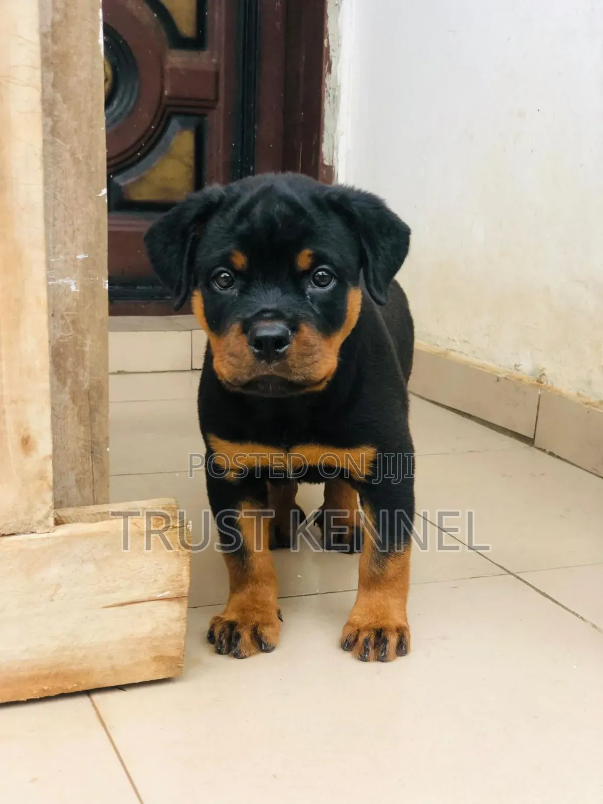 1-3 months Male Purebred Rottweiler
