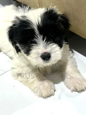 1-3 months Male Purebred Poodle