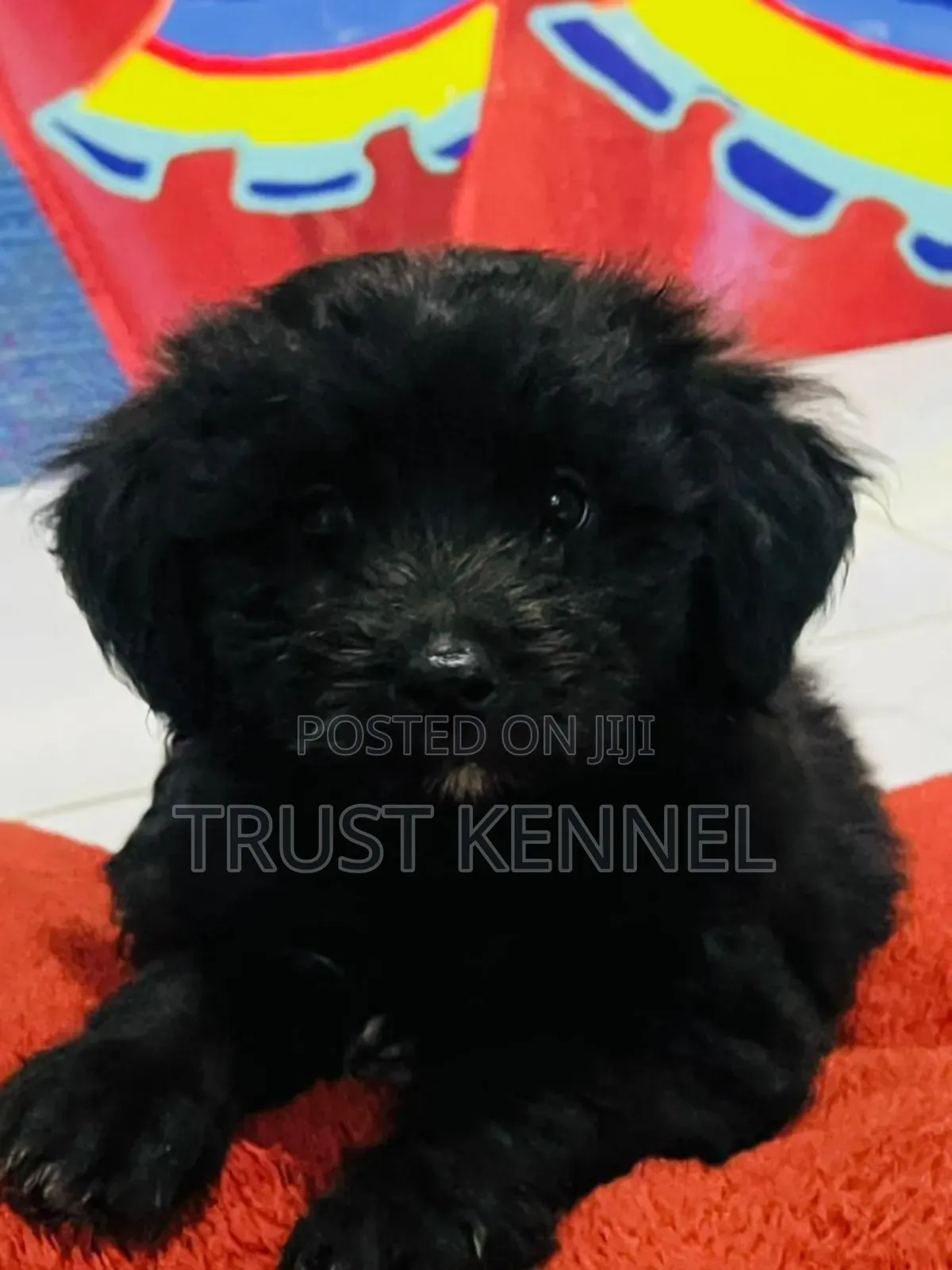1-3 months Male Purebred Poodle