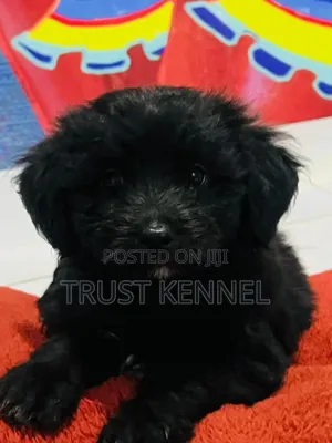 1-3 months Male Purebred Poodle