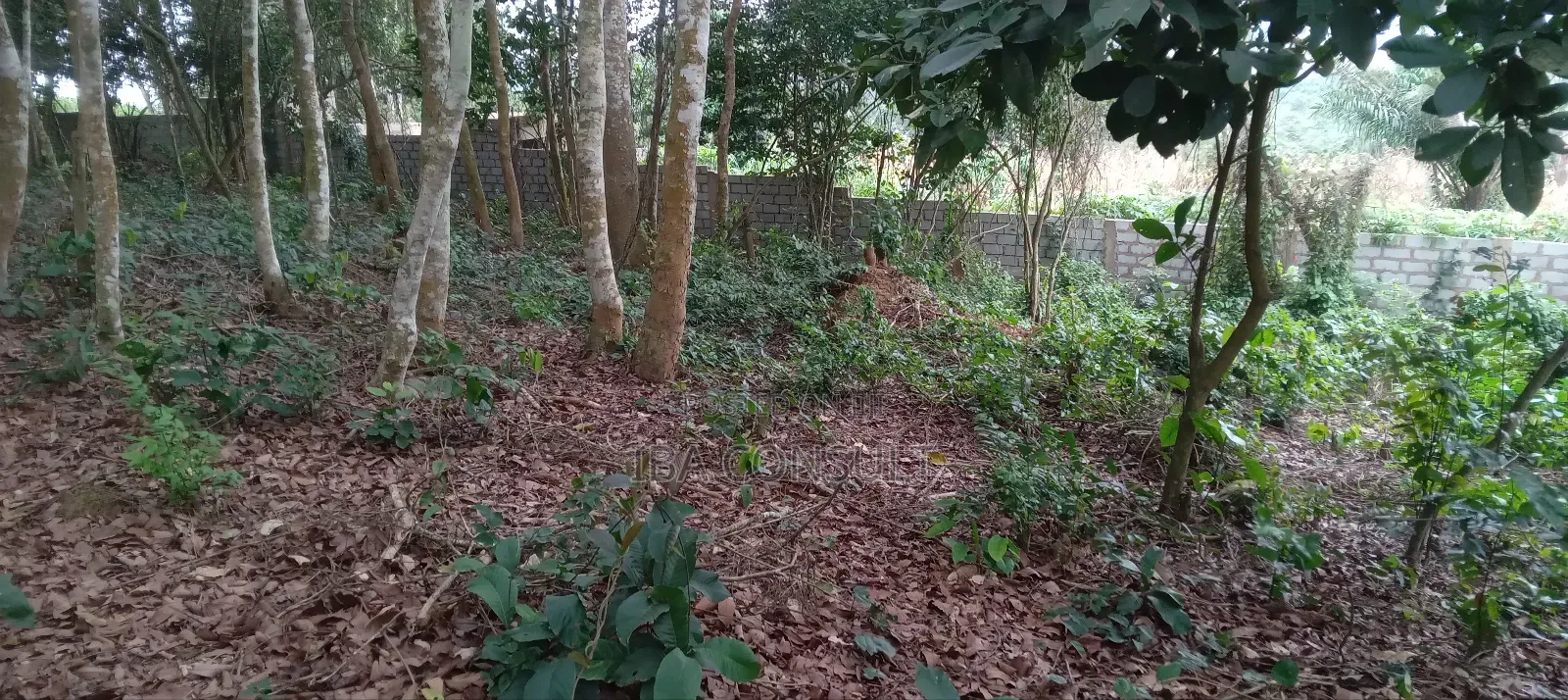 16 Acres of Registered Land for Sale at Aburi