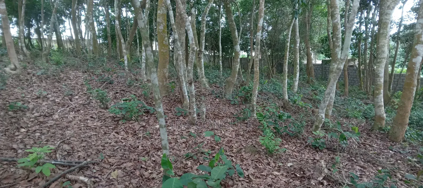 16 Acres of Registered Land for Sale at Aburi