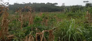 16 Acres of Registered Land for Sale at Aburi