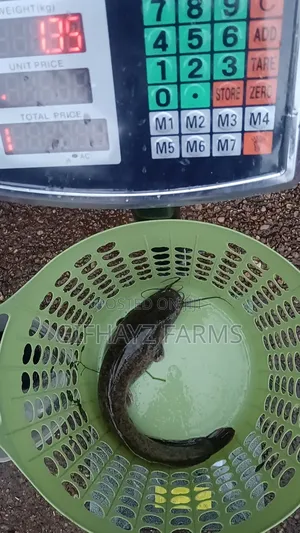 Fresh Catfish