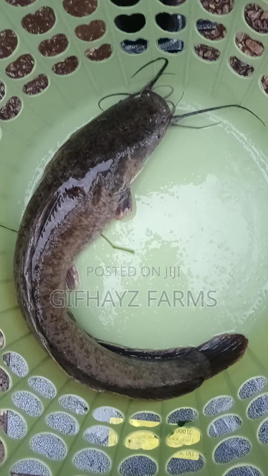 Fresh Catfish