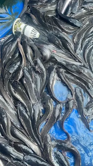 Fresh Catfish