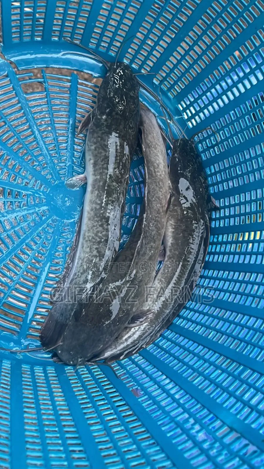 Fresh Catfish
