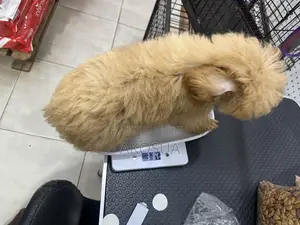 Pet Measurements Scale