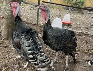 Mature Male Local Turkeys