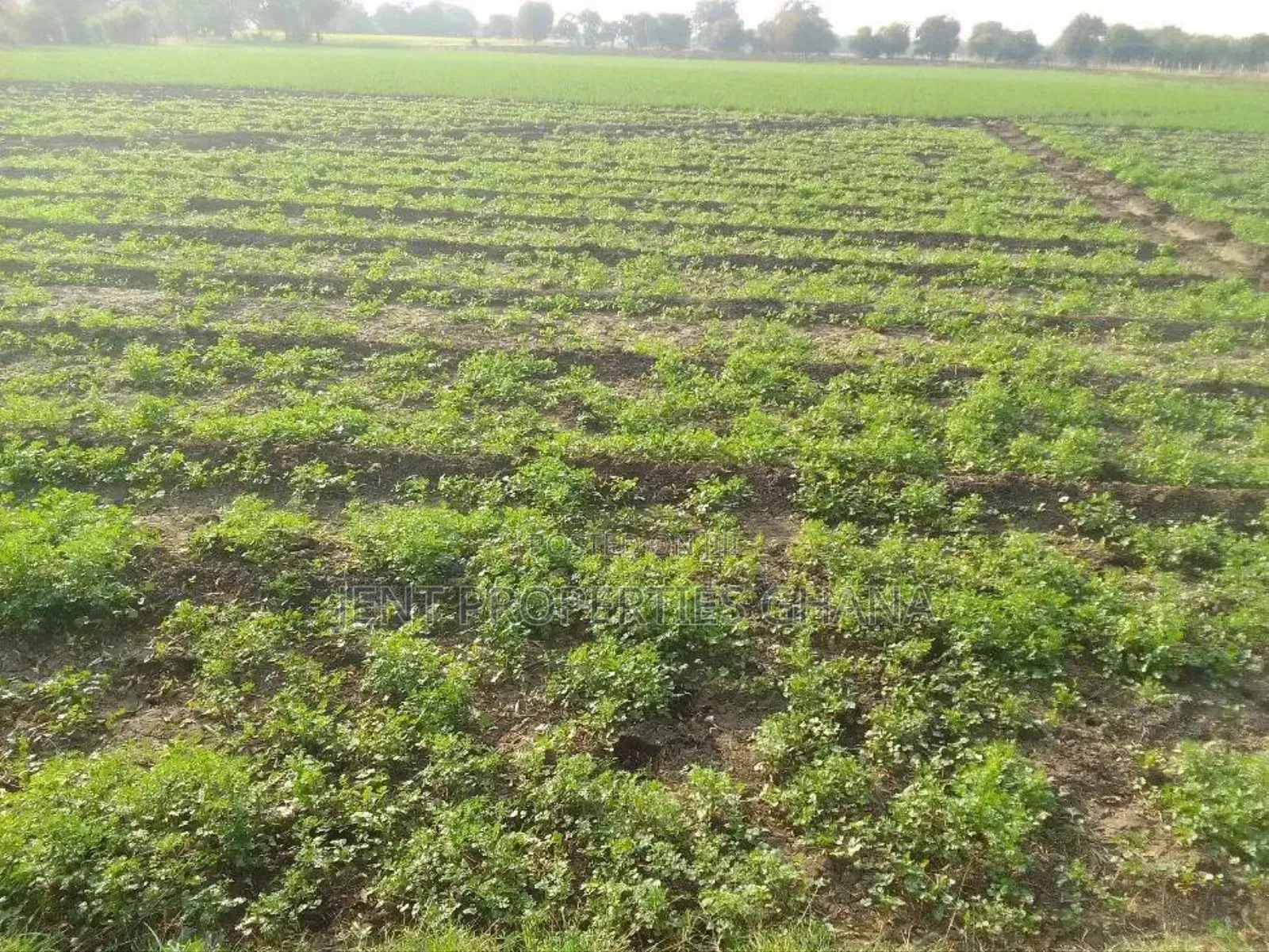 30 ,000 Acres of Vast Commercial Lands for Sale at Juapong