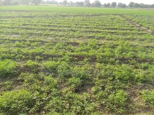 30 ,000 Acres of Vast Commercial Lands for Sale at Juapong