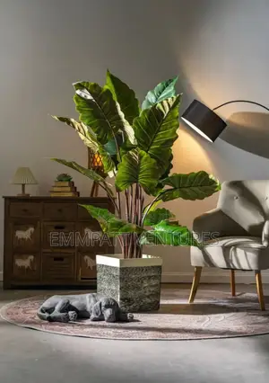 Plants Decor Beautfication