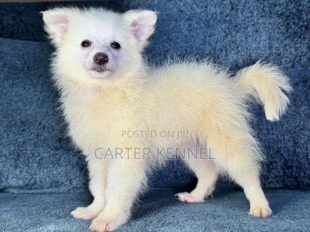 Spitz Puppy Japanese Spitz History 1-3 Months Female Purebred