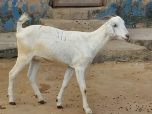 Young Shahelian Female Goat
