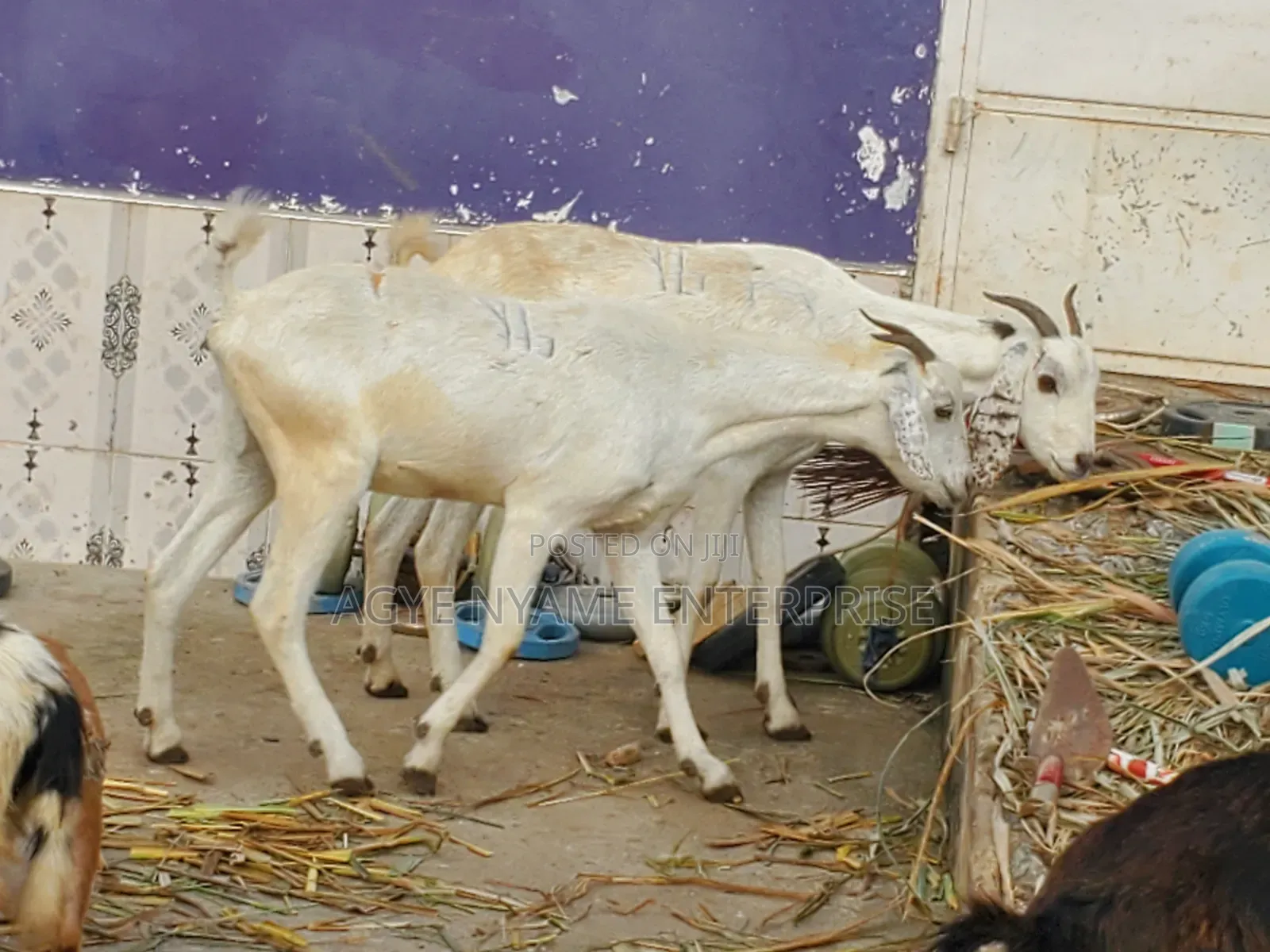 Young Shahelian Female Goat