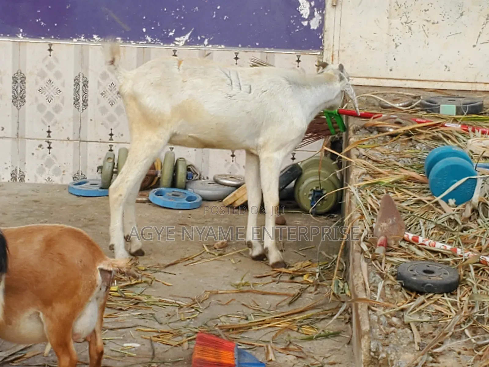 Young Shahelian Female Goat