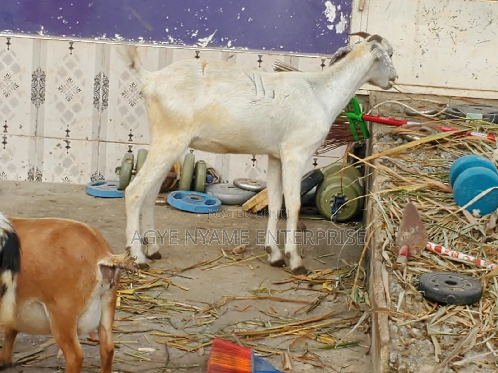 Young Shahelian Female Goat
