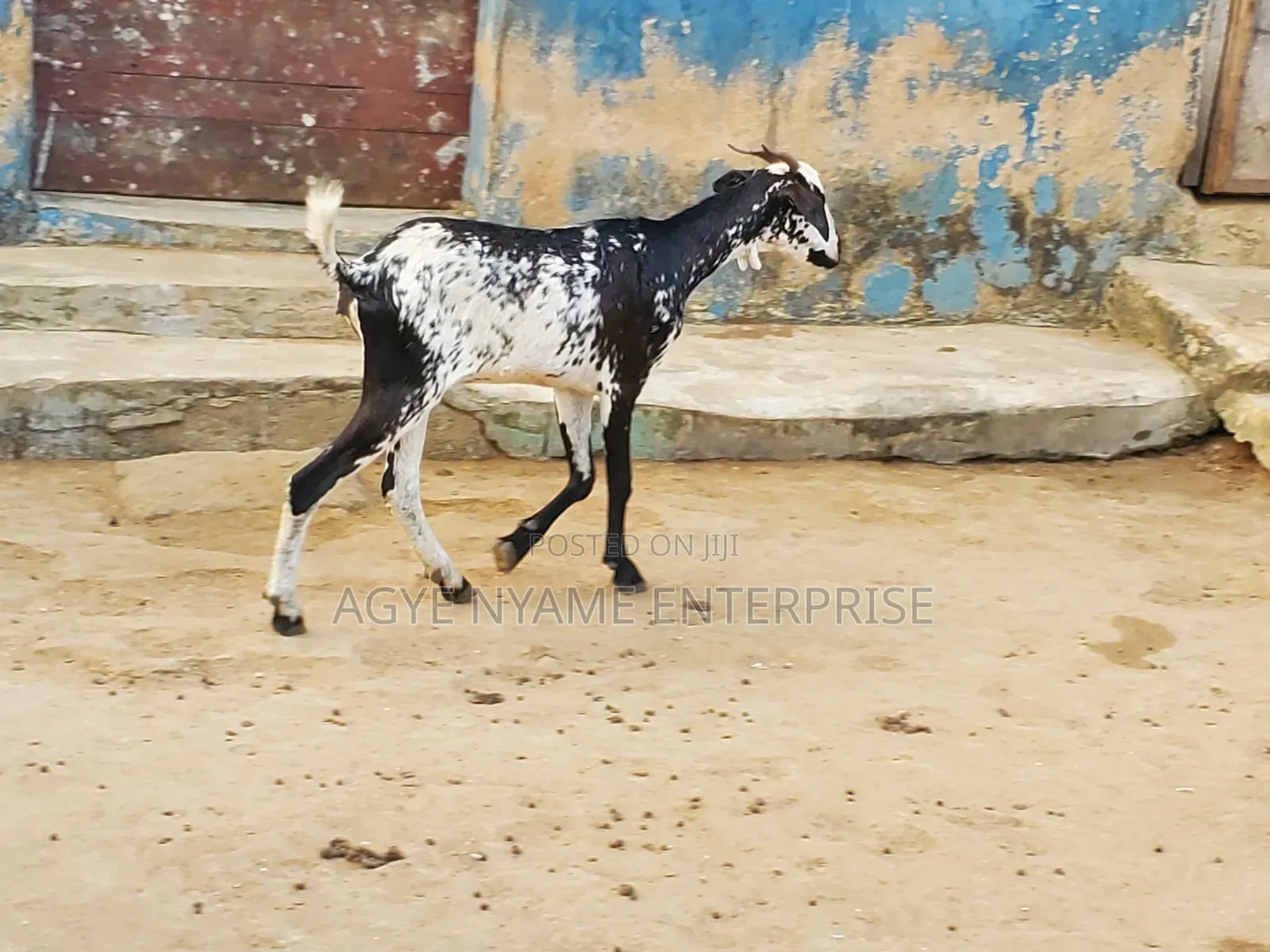 Young Shahelian Female Goat
