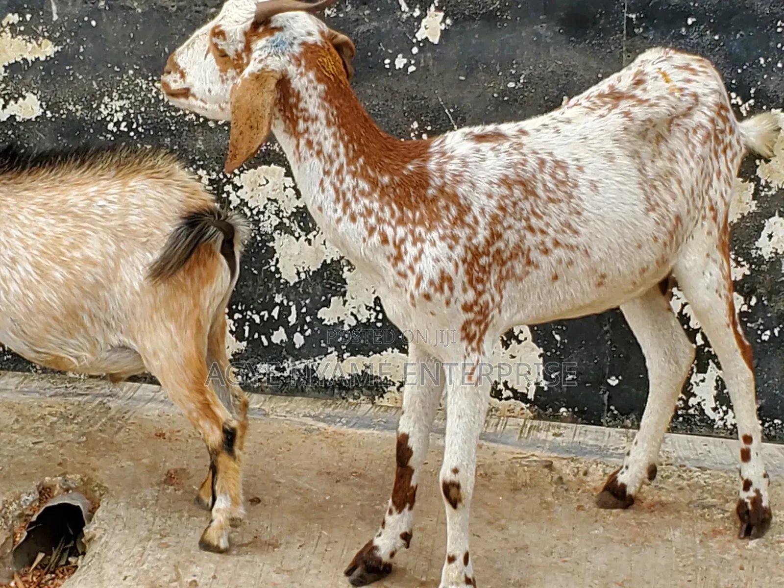 Young Shahelian Female Goat