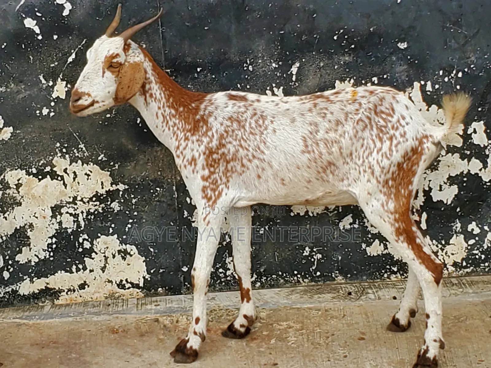 Young Shahelian Female Goat