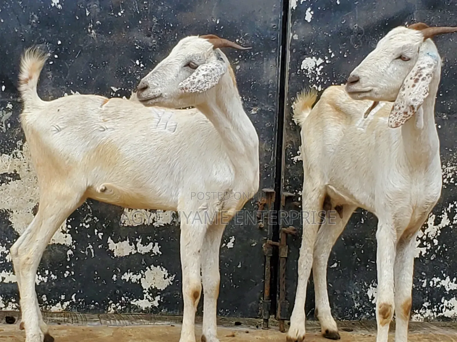 Young Shahelian Female Goat