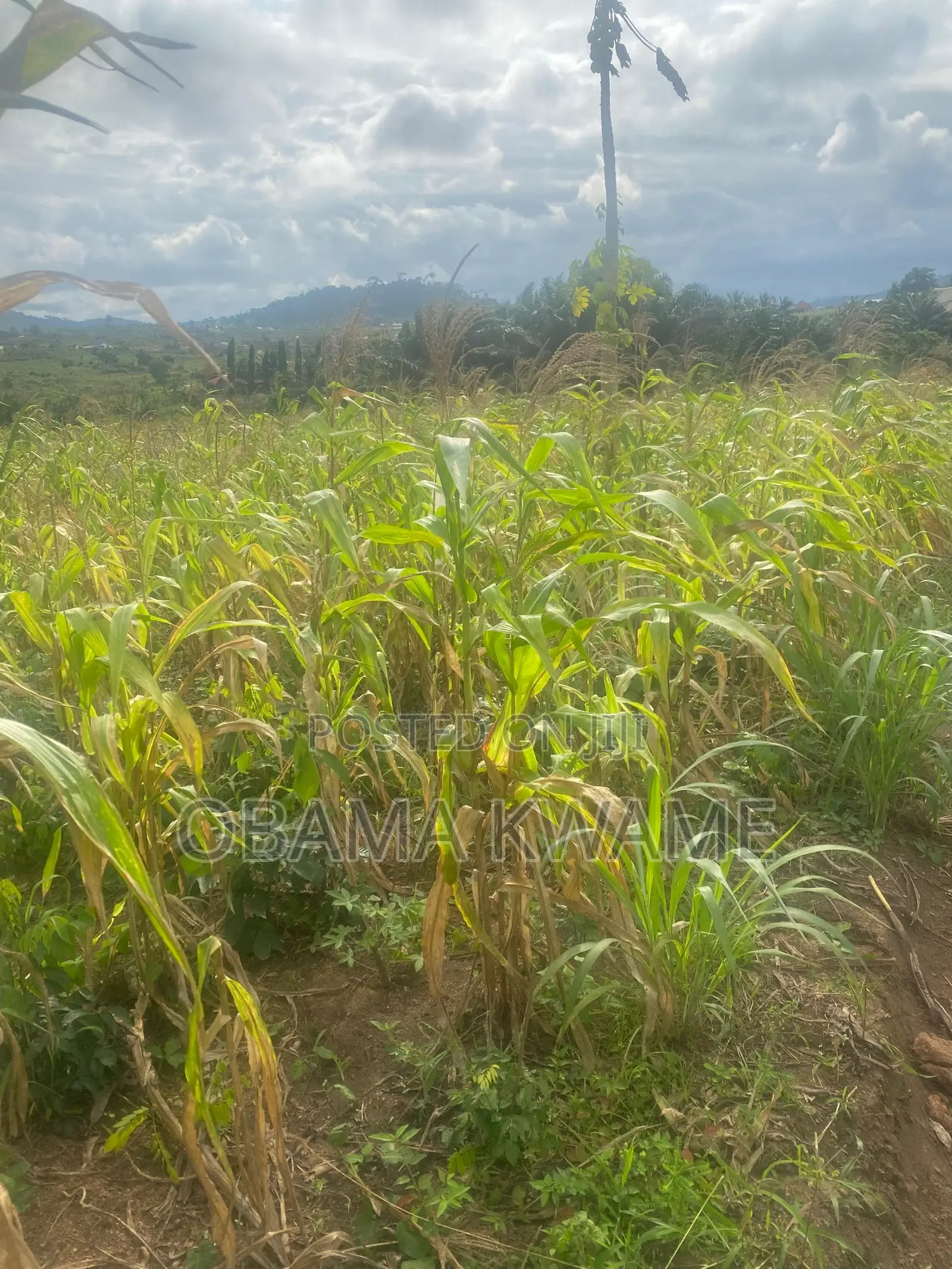 Main Road 4 Half Plots of Land at Dzorwulu