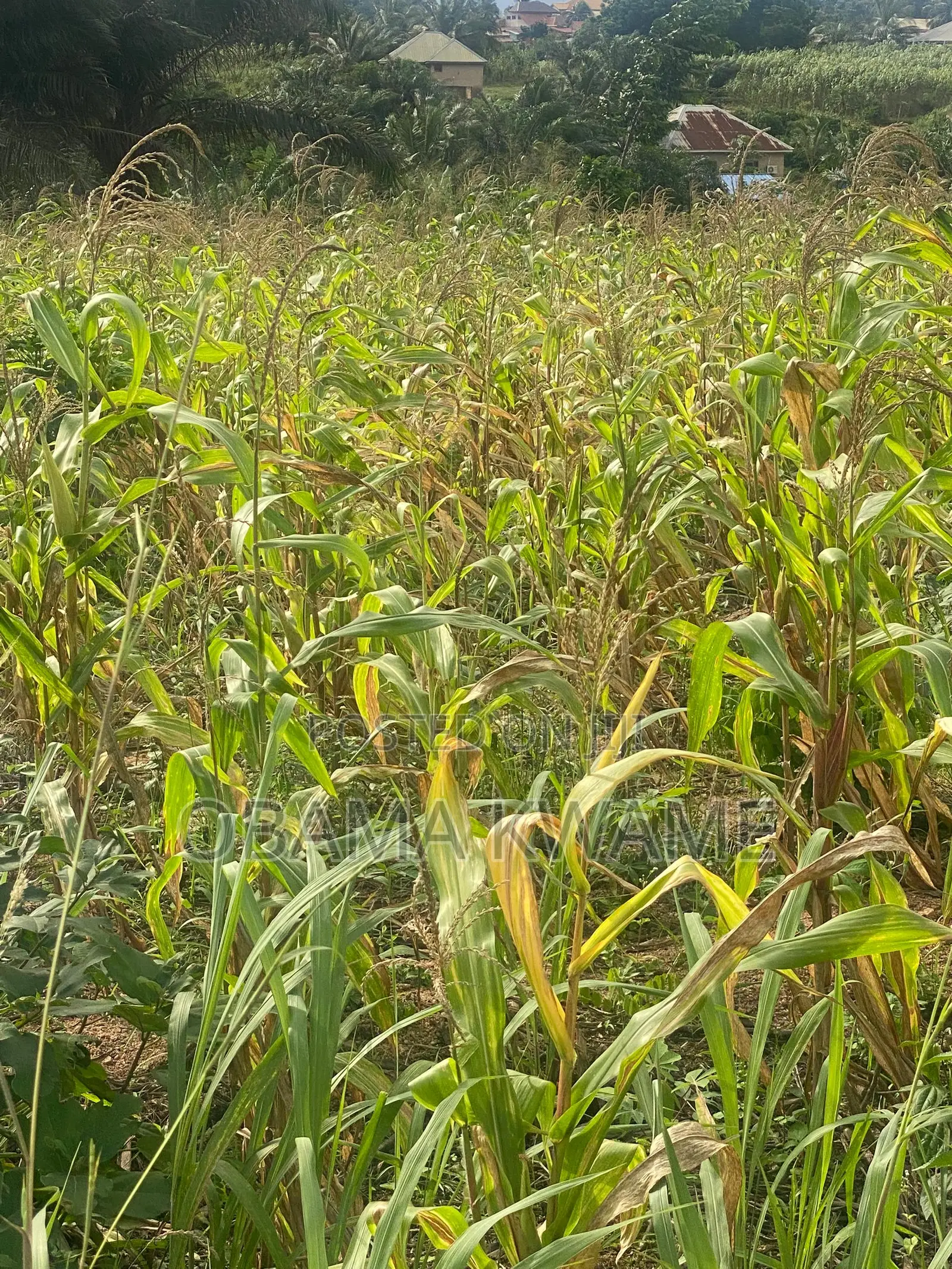 Main Road 4 Half Plots of Land at Dzorwulu