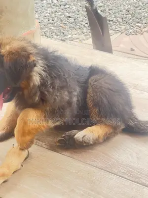 1-3 months Male Purebred German Shepherd