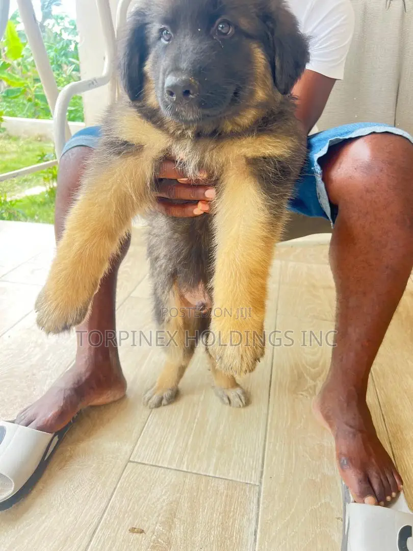 1-3 months Male Purebred German Shepherd