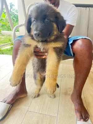1-3 months Male Purebred German Shepherd