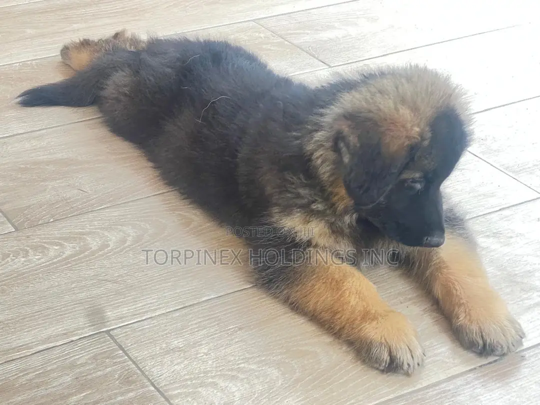 1-3 months Male Purebred German Shepherd