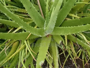 Aloe Vera Plants